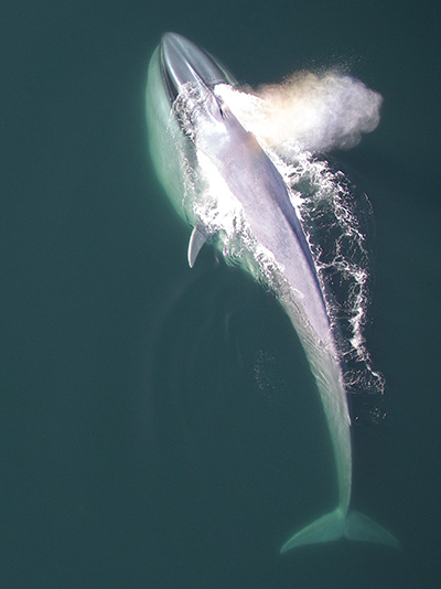 blue whale feeding at surface