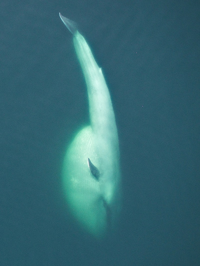 blue whale on its side