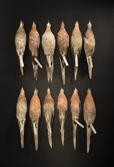 twelve passenger pigeon specimens