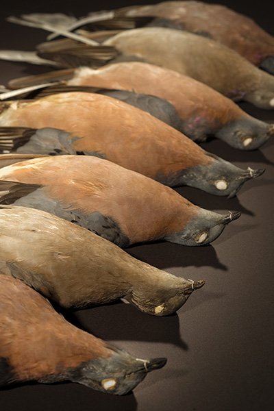 close-up of passenger pigeon specimens