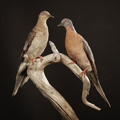 passenger pigeons mounted pair