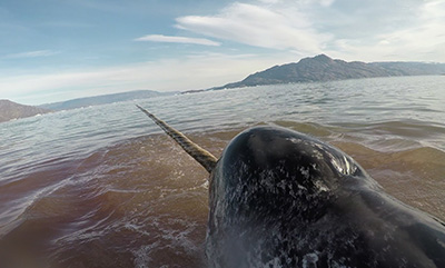 narwhal head and tusk above water