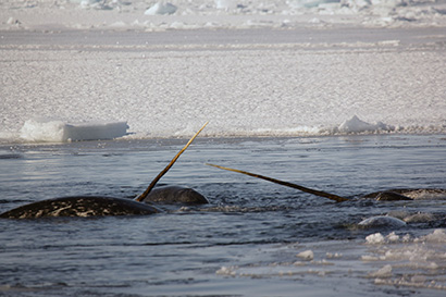 narwhals in sea ice