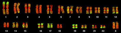 chromosomes in red and green