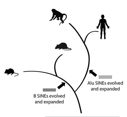 diagram of evolutionary tree