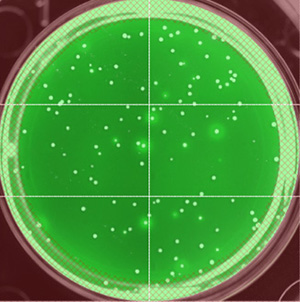 cells glowing green on petri dish