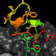 rsv-antibodies-thumb.jpg