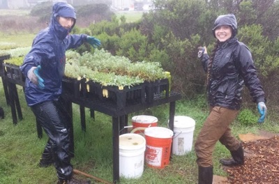 Elizabeth Davis transplants seedlings at Younger Lagoon Reserve