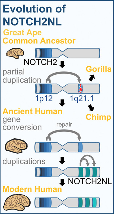 diagram of notch gene evolution
