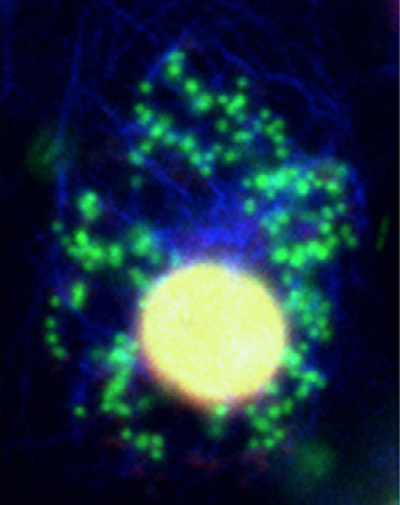 Drosophila cell line infected with Wolbachia