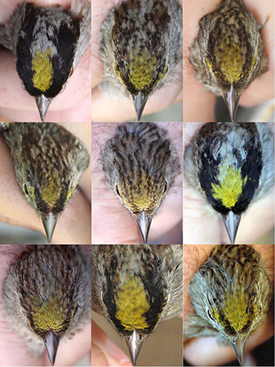 heads of golden-crowned sparrows with different coloring