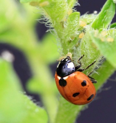 Photo of a seven-spotted ladybug