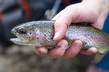 Close-up photo of a trout