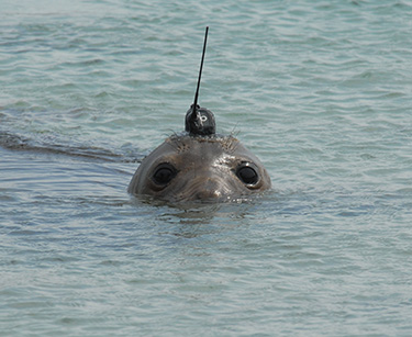 elephant seal with satellite tag