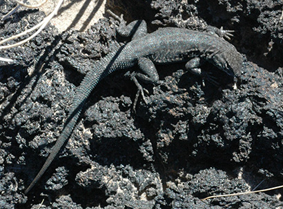 Lizard on lava