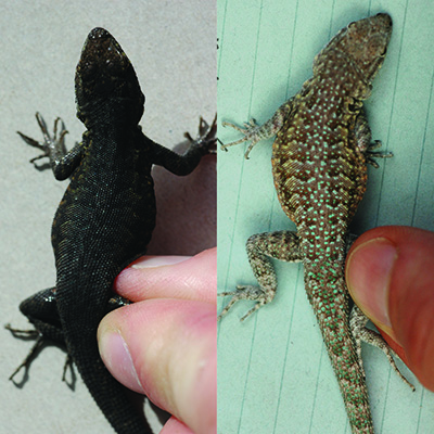 two images of same lizard with different coloration