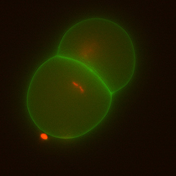 two-cell embryo