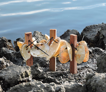 stakes for outplanting oysters