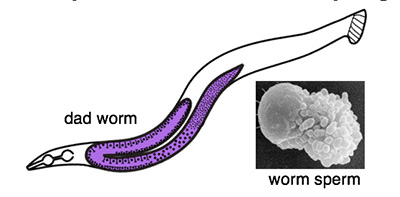 worm illustration