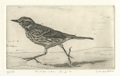 American pipit by stephanie martin