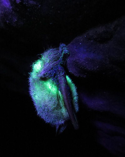 tricolor bat glowing with UVF dust