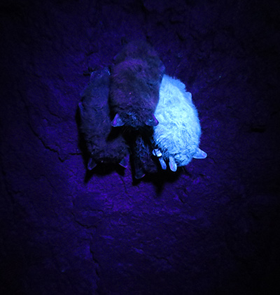 little brown bat glowing with UVF dust