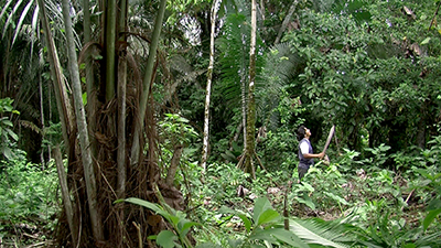 Forest Law 2014 Ecuadorian Amazon