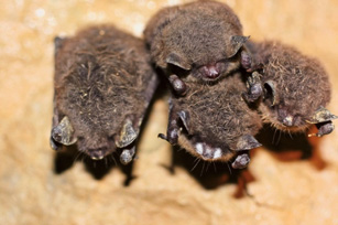 little brown bats