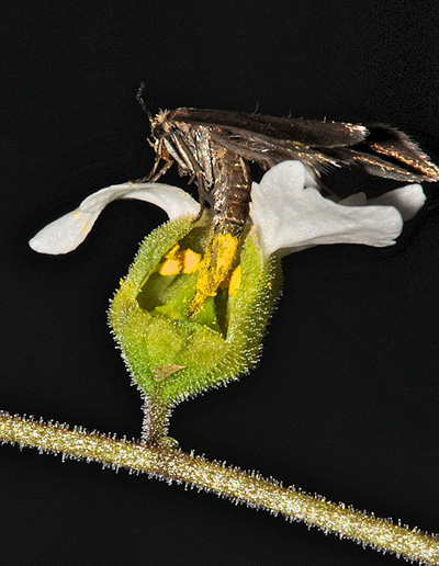 moth pollinating flower
