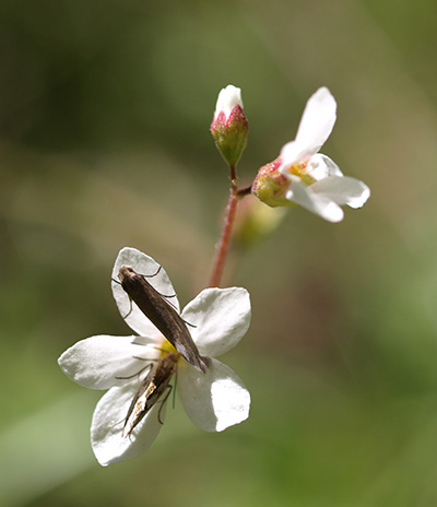 two moths on flowers