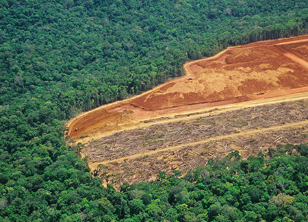 aerial view of logging in tropical forests