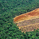 deforestation-thumb.jpg