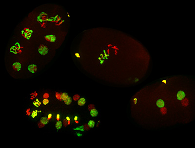 embryos with chromosomes stained green and red