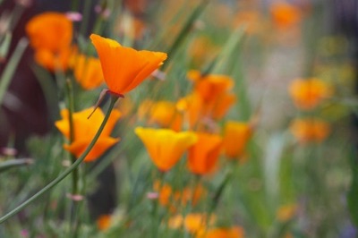 Photo of California poppies