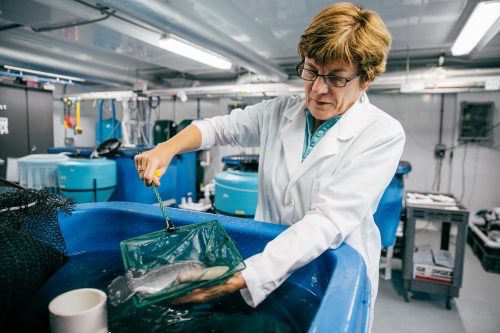 Anne Kapuscinski working in a lab with fish
