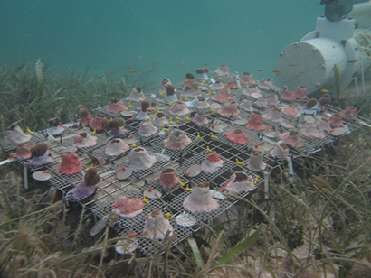 transplanted corals on seafloor
