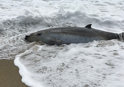 stranded whale in surf