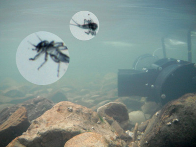 camera in stream with insets of insect larvae