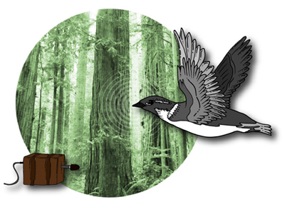 marbled murrelet graphic