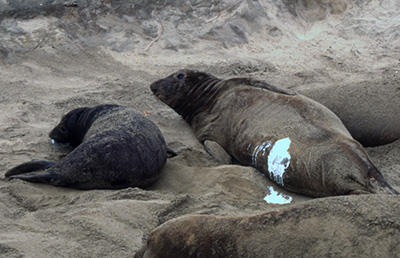 elephant seal nursing, milk visible