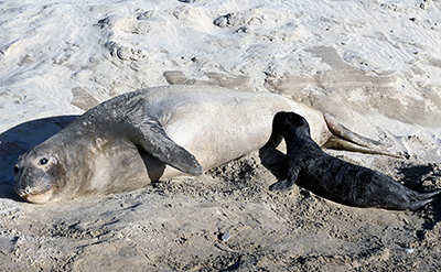 elephant seal nursing pup