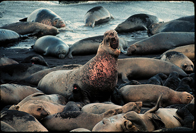 bull elephant seal with females and pups