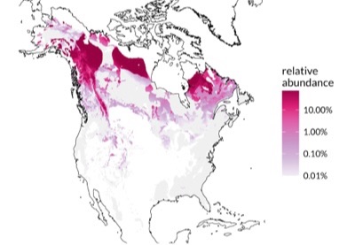 Map of the relative abundance across North America of one species of soil fungus 