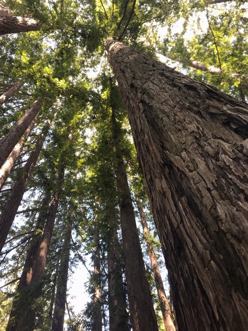 Redwood trees on campus
