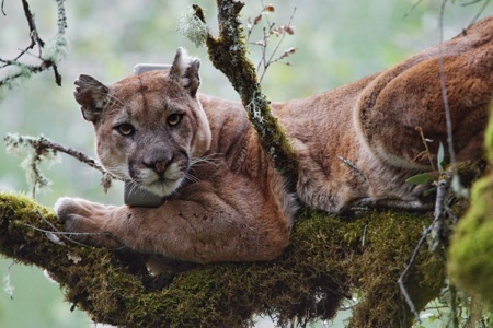 A puma lounging in a tree wearing a tracking collar.