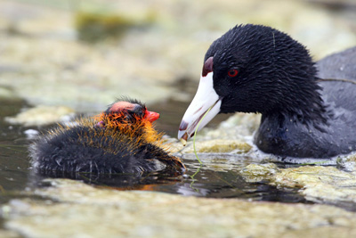 coot parent and chick