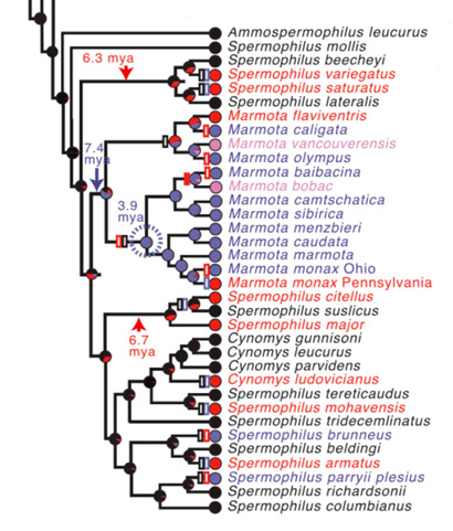 phylogenetic tree diagram