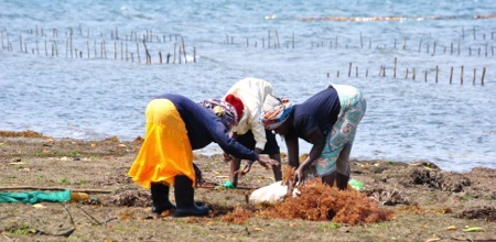 Kenyan women harvest farmed seaweed