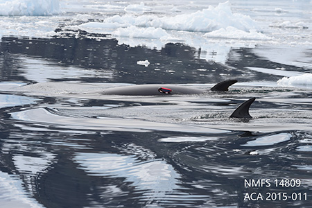 minke whales