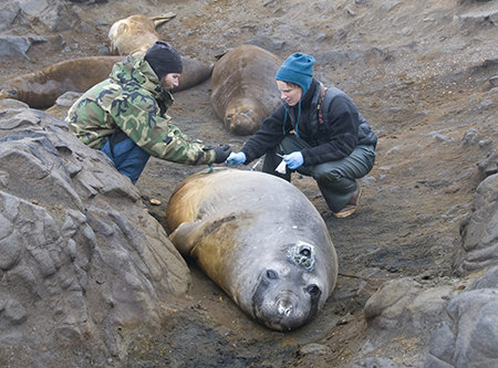 researchers working with an elephant seal